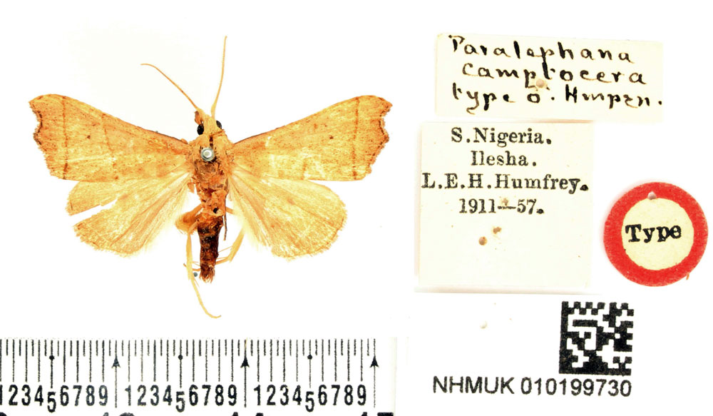 /filer/webapps/moths/media/images/C/camptocera_Paralephana_HT_BMNH.jpg