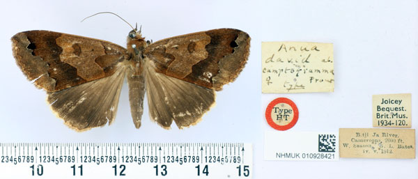 /filer/webapps/moths/media/images/C/camptogramma_Anua_HT_BMNH.jpg