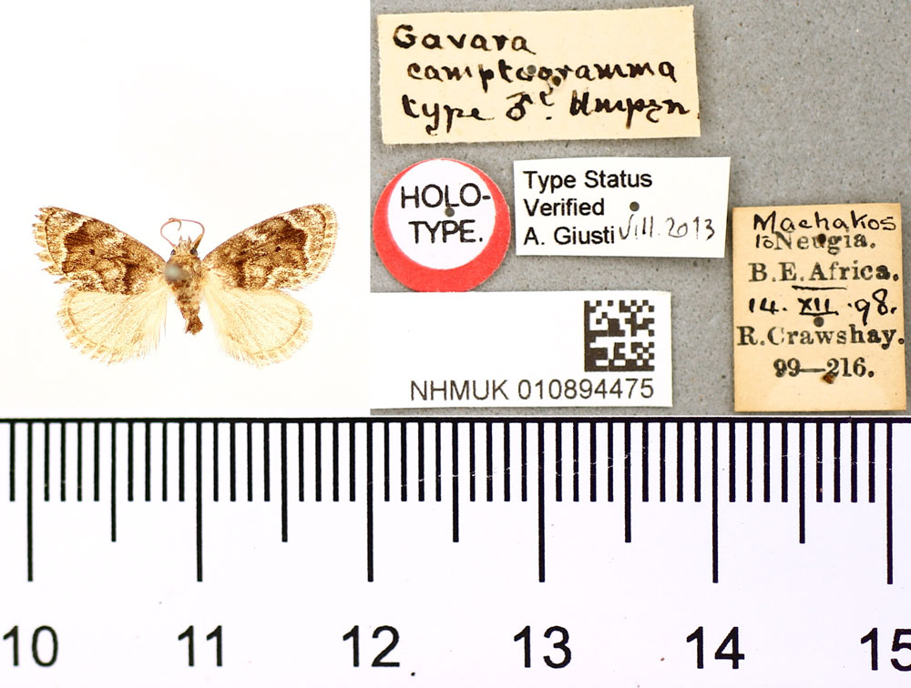 /filer/webapps/moths/media/images/C/camptogramma_Gavara_HT_BMNH.jpg