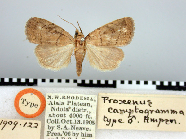 /filer/webapps/moths/media/images/C/camptogramma_Proxenus_HT_BMNH.jpg