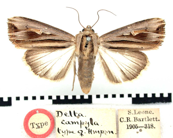 /filer/webapps/moths/media/images/C/campyla_Delta_HT_BMNH.jpg