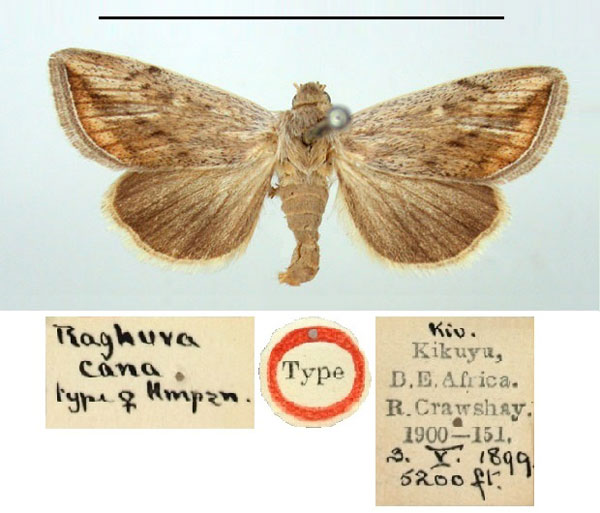 /filer/webapps/moths/media/images/C/cana_Raghuva_HT_BMNH.jpg