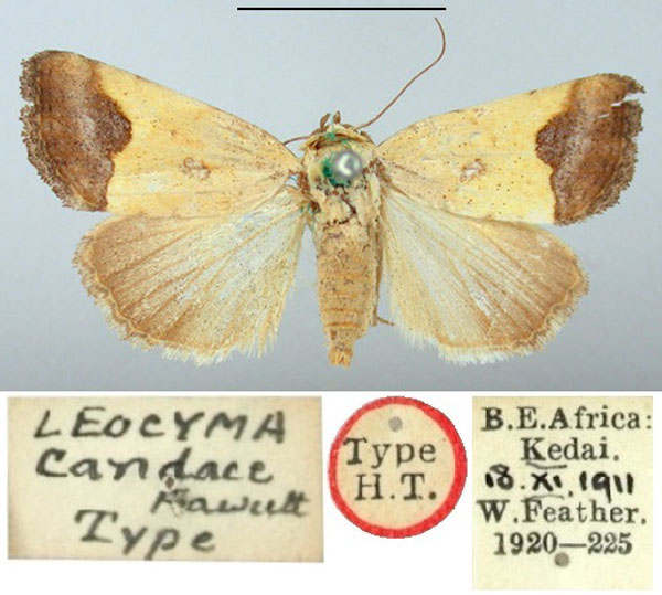 /filer/webapps/moths/media/images/C/candace_Leocyma_HT_BMNH.jpg