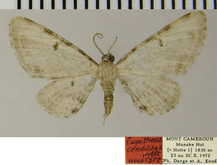 /filer/webapps/moths/media/images/C/candicans_Eupithecia_HT_ZSM.jpg