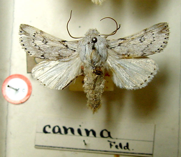 /filer/webapps/moths/media/images/C/canina_Acronycta_HT_BMNH.jpg
