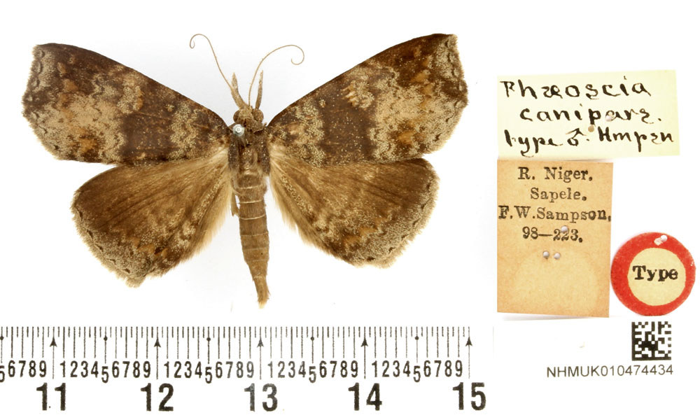 /filer/webapps/moths/media/images/C/canipars_Phaeoscia_HT_BMNH.jpg