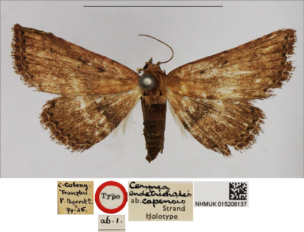 /filer/webapps/moths/media/images/C/capensis_Cerynea_HT_NHMUK.jpg