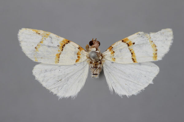/filer/webapps/moths/media/images/C/capensis_Cyana_HT_BMNH.jpg