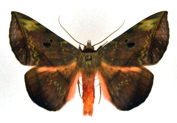 /filer/webapps/moths/media/images/C/capensis_Hypopyra_A_NHMO_01.jpg