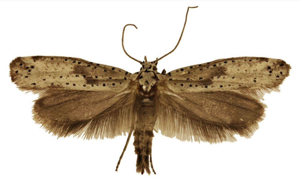 /filer/webapps/moths/media/images/C/capensis_Yponomeuta_PT_Agassiz.jpg