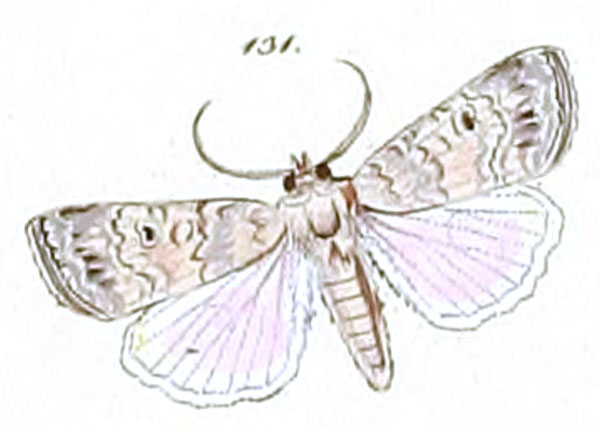 /filer/webapps/moths/media/images/C/capicola_Spodoptera_ST_HS_50-131.jpg