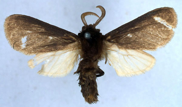 /filer/webapps/moths/media/images/C/capricornis_Metarctia_HT_BMNH_01.jpg
