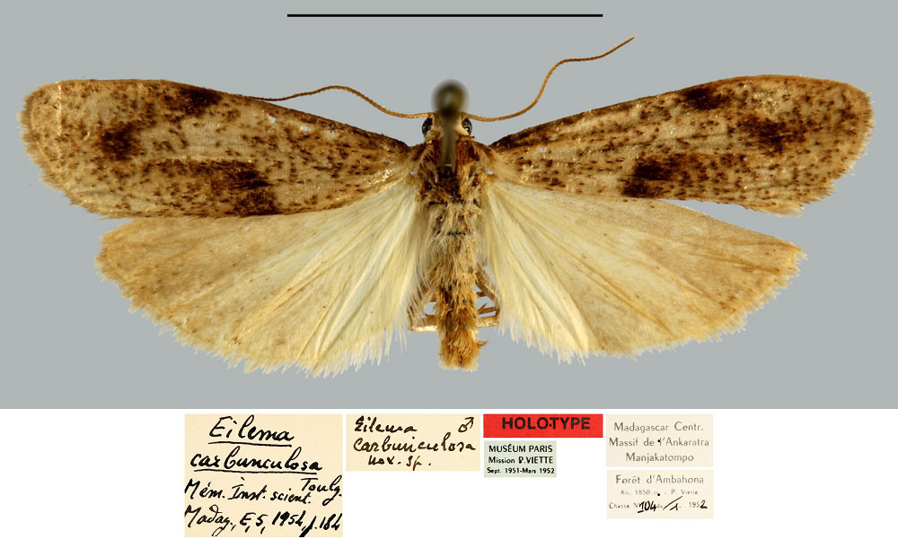 /filer/webapps/moths/media/images/C/carbunculosa_Eilema_HT_MNHN.jpg