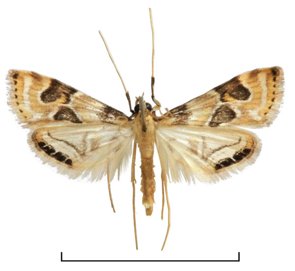 /filer/webapps/moths/media/images/C/carcassoni_Eoophyla_PT_BMNH.jpg
