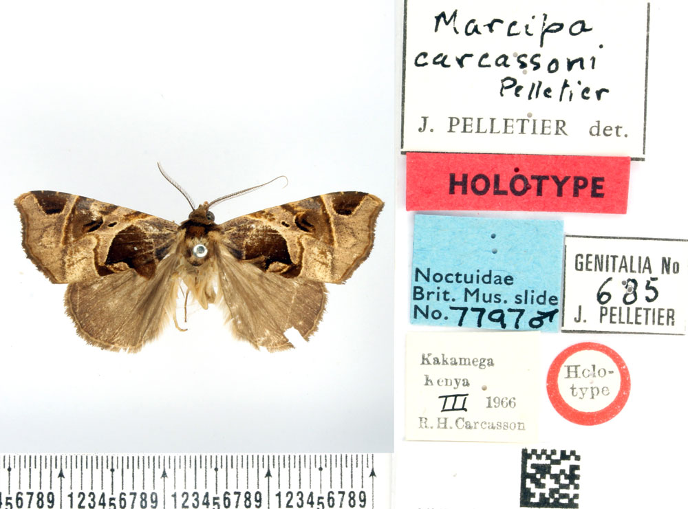 /filer/webapps/moths/media/images/C/carcassoni_Marcipa_HT_BMNH.jpg