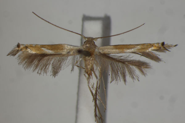 /filer/webapps/moths/media/images/C/carcinota_Lyonetia_HT_BMNH.jpg