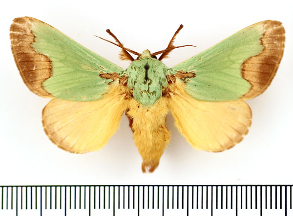 /filer/webapps/moths/media/images/C/carnapi_Parasa_AM_BMNH.jpg