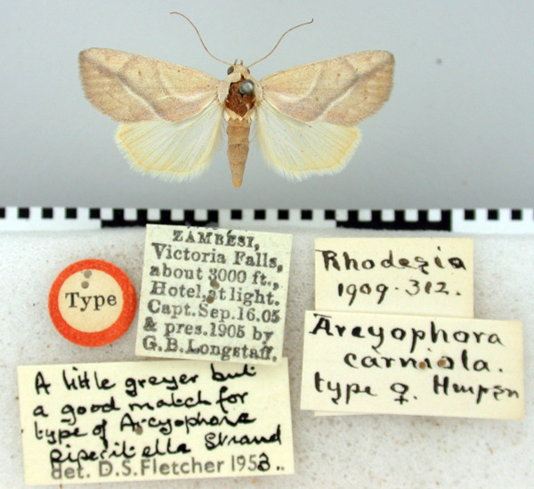 /filer/webapps/moths/media/images/C/carniola_Arcyophora_HT_BMNH.jpg