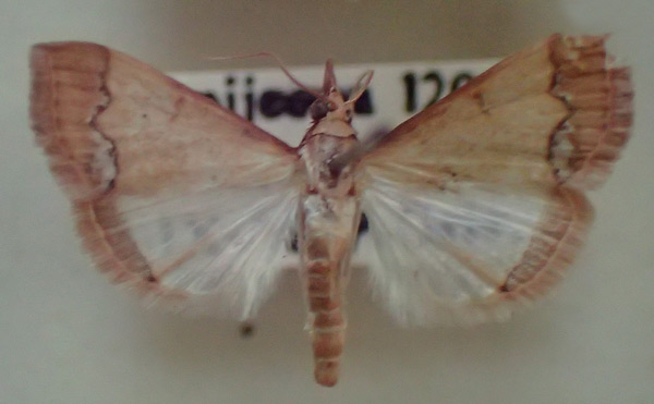 /filer/webapps/moths/media/images/C/carnosalis_Autocharis_A_PZBT.jpg