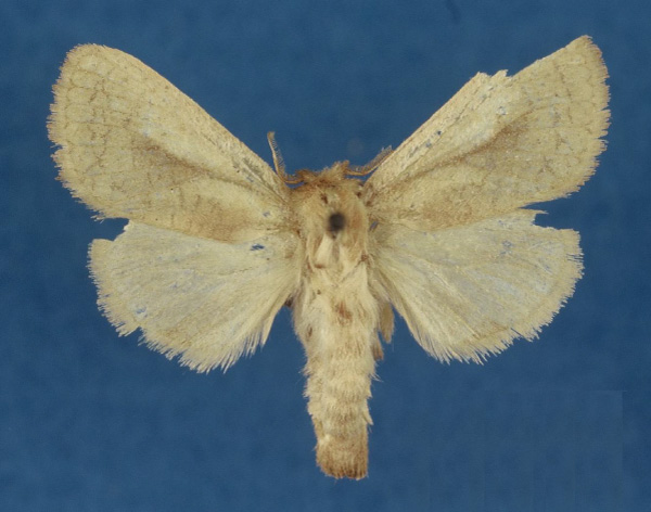 /filer/webapps/moths/media/images/C/carteri_Kroonia_HT_BMNH.jpg