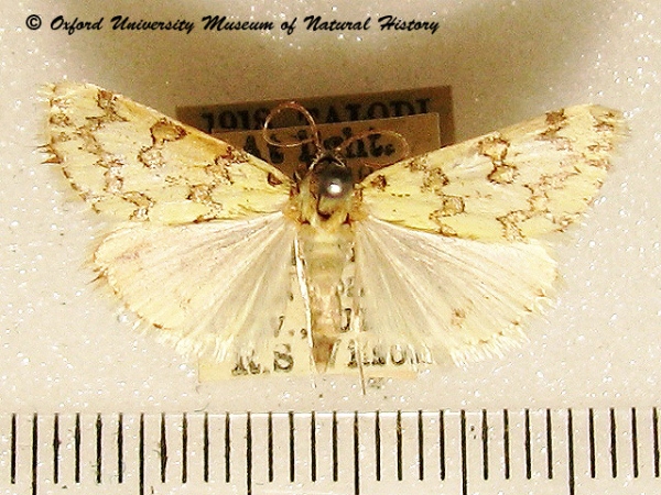 /filer/webapps/moths/media/images/C/castalis_Euctenospila_A_OUMNH_01.jpg