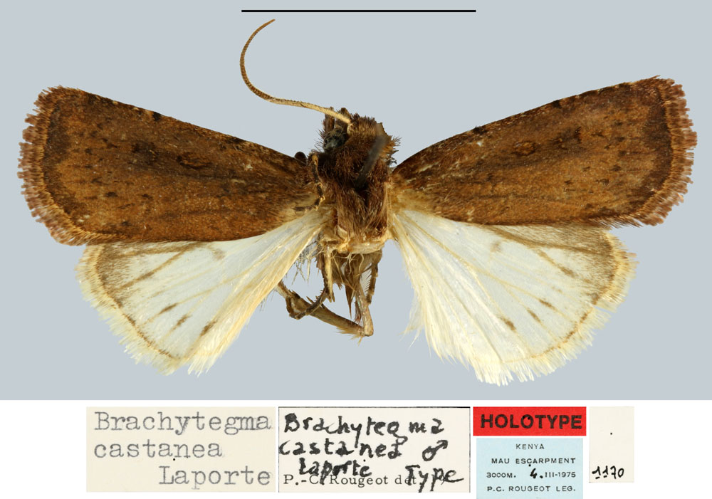 /filer/webapps/moths/media/images/C/castanea_Brachytegma_HT_MNHN.jpg