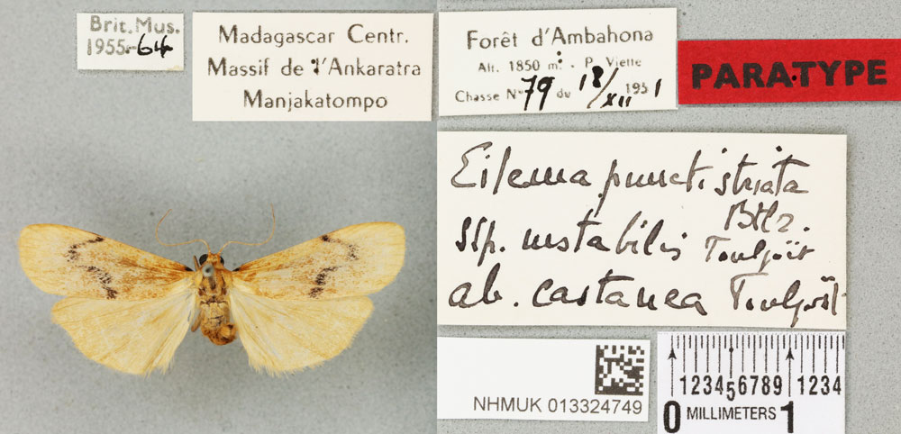 /filer/webapps/moths/media/images/C/castanea_Eilema_PTM_BMNH_01a.jpg