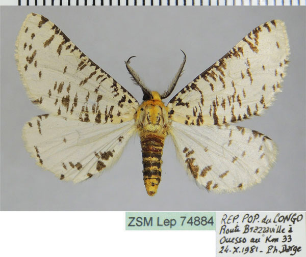 /filer/webapps/moths/media/images/C/castus_Rhodophthitus_AM_ZSMa.jpg