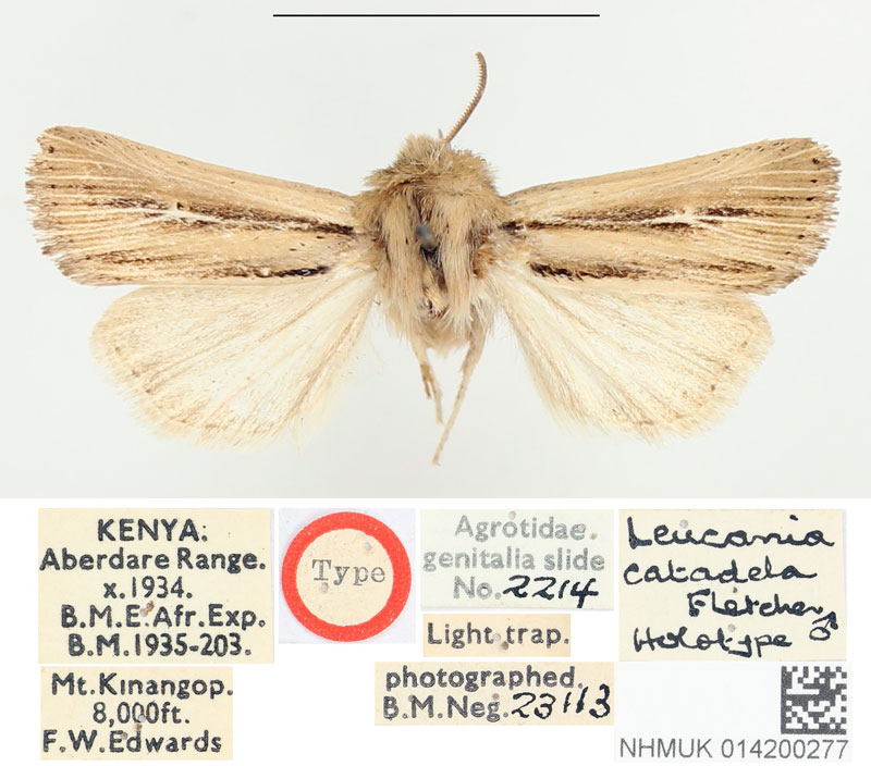 /filer/webapps/moths/media/images/C/catadela_Leucania_HT_BMNH.jpg