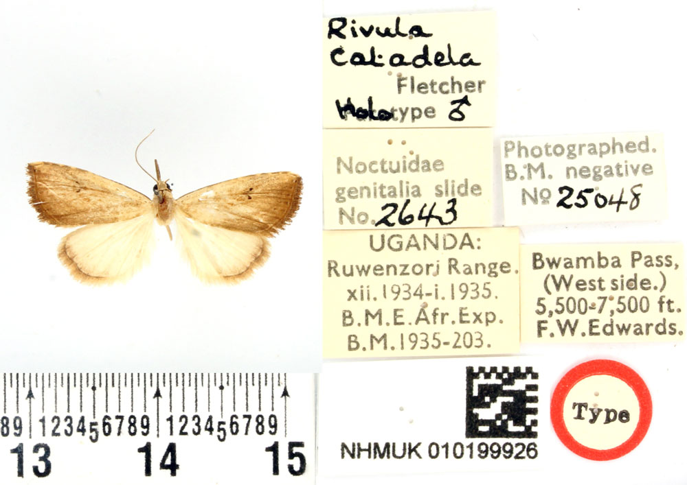 /filer/webapps/moths/media/images/C/catadela_Rivula_HT_BMNH.jpg