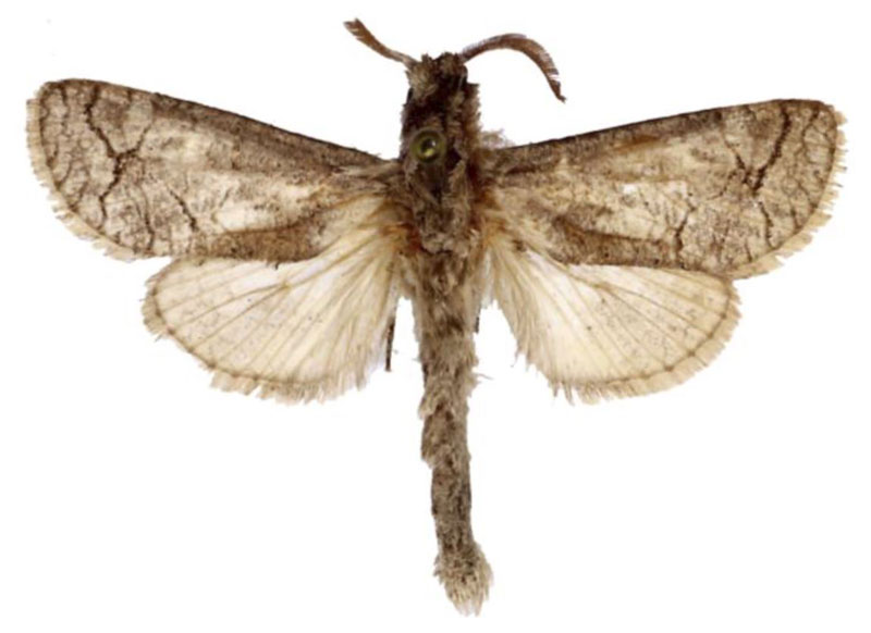 /filer/webapps/moths/media/images/C/catalai_Diogodiasia_HT_BMNH.jpg
