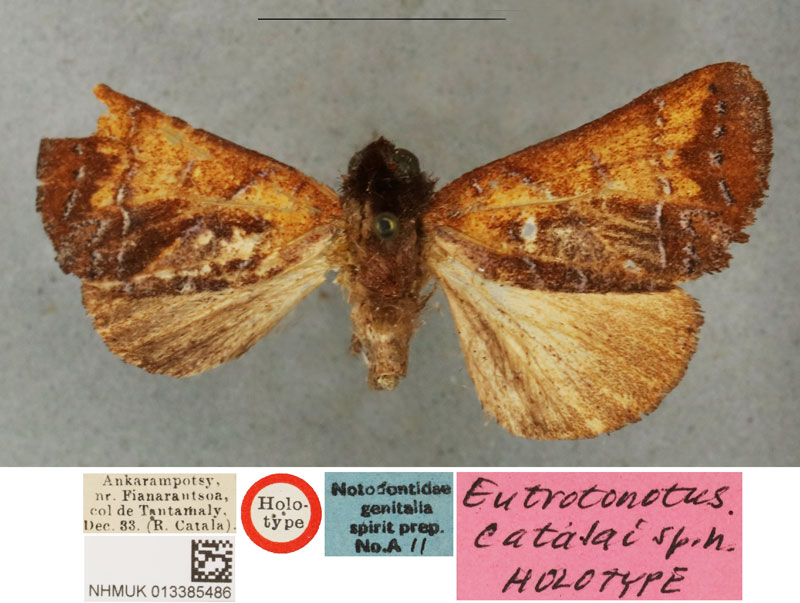 /filer/webapps/moths/media/images/C/catalai_Eutrotonotus_HT_BMNH.jpg