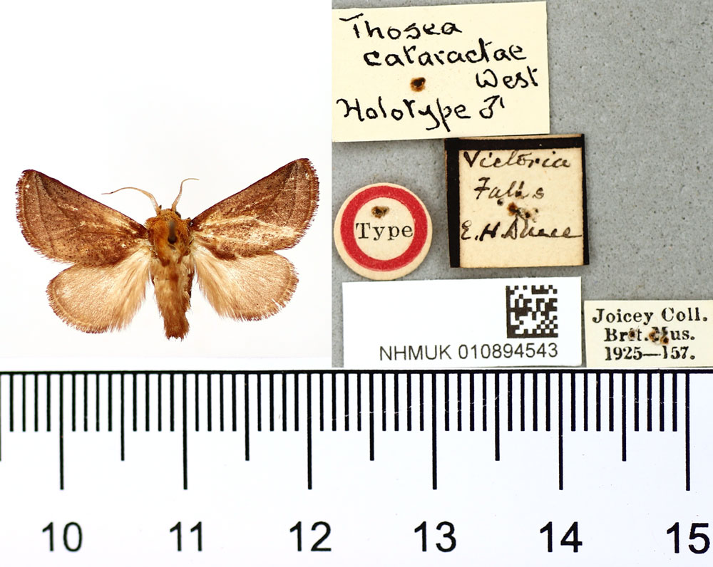 /filer/webapps/moths/media/images/C/cataractae_Thosea_HT_BMNH.jpg