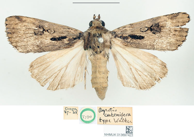 /filer/webapps/moths/media/images/C/catenifera_Agrotis_HT_BMNH.jpg