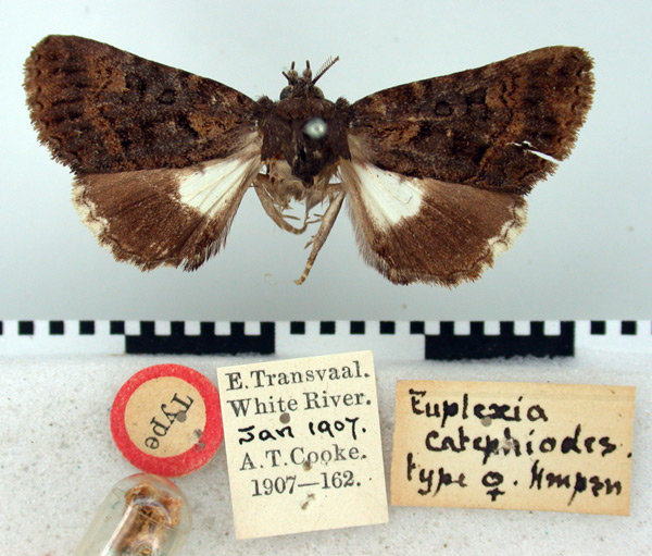 /filer/webapps/moths/media/images/C/catephiodes_Euplexia_HT_BMNH.jpg