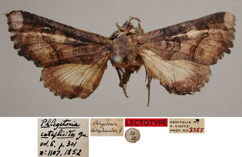 /filer/webapps/moths/media/images/C/catephioides_Phlegetonia_LT_MNHN.jpg