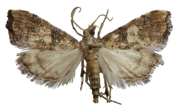 /filer/webapps/moths/media/images/C/catherinae_Ptychopseustis_HT_BMNH.jpg