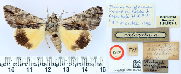 /filer/webapps/moths/media/images/C/catocala_Phoberia_HT_BMNH.jpg