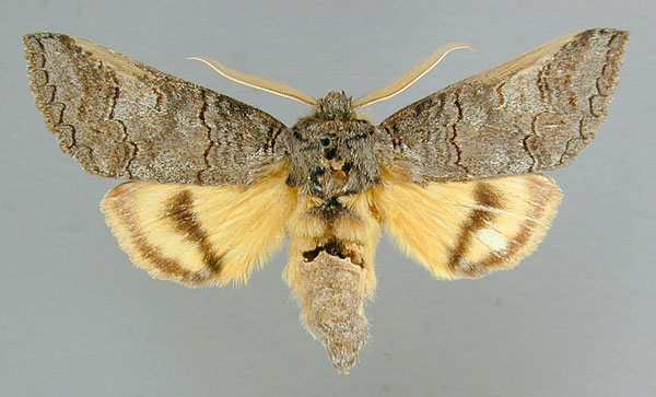 /filer/webapps/moths/media/images/C/catocaloides_Catochria_AM_RMCA.jpg