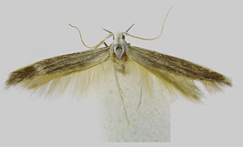 /filer/webapps/moths/media/images/C/centrafricana_Coleophora_PTM_Baldizzone.jpg