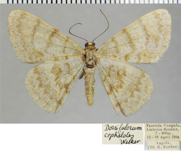 /filer/webapps/moths/media/images/C/cephalotes_Dorsifulcrum_AM_ZSMa.jpg