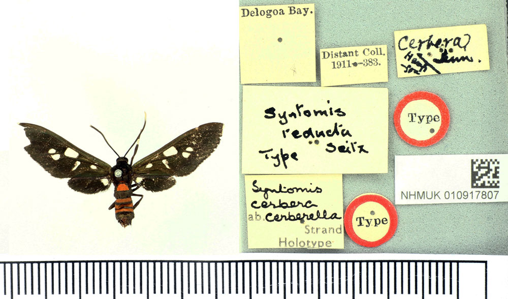 /filer/webapps/moths/media/images/C/cerberella_Syntomis_HT_BMNH.jpg