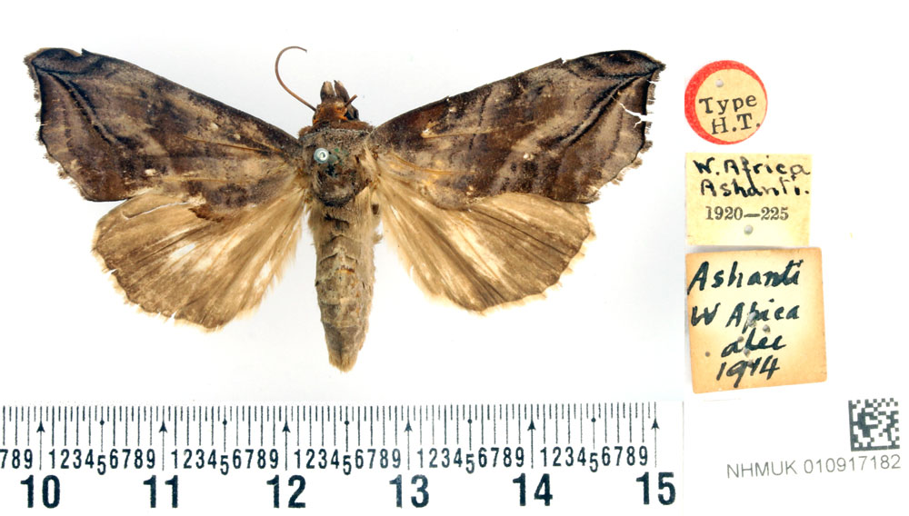 /filer/webapps/moths/media/images/C/cerne_Calpe_HT_BMNH.jpg
