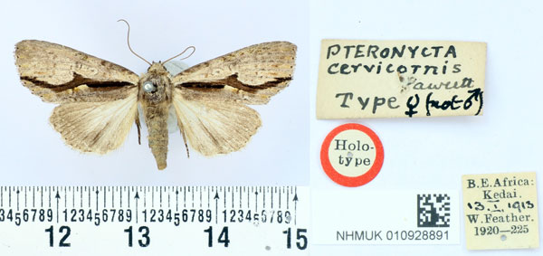 /filer/webapps/moths/media/images/C/cervicornis_Pteronycta_HT_BMNH.jpg