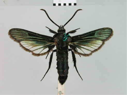 /filer/webapps/moths/media/images/C/chalcochlora_Paranthrene_HT_BMNH.jpg