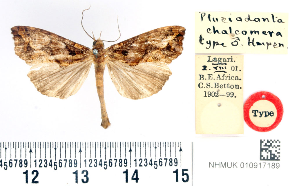 /filer/webapps/moths/media/images/C/chalcomera_Plusiodonta_HT_BMNH.jpg