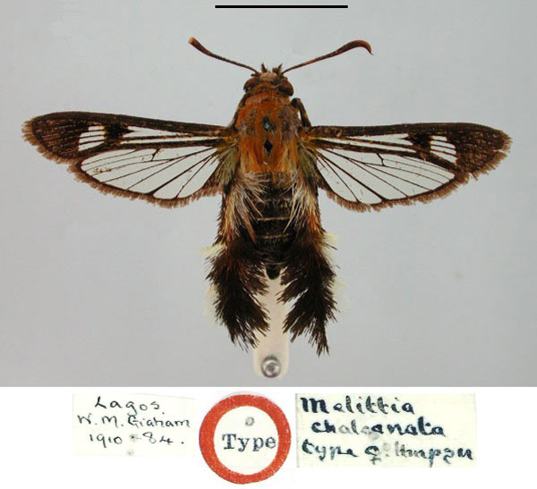 /filer/webapps/moths/media/images/C/chalconota_Melittia_HT_BMNH.jpg