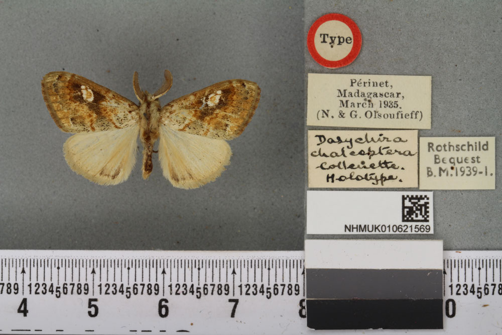 /filer/webapps/moths/media/images/C/chalcoptera_Dasychira_HT_BMNHa.jpg