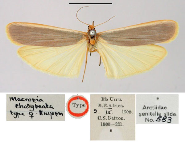 /filer/webapps/moths/media/images/C/chalybeata_Macrosia_HT_BMNH.jpg