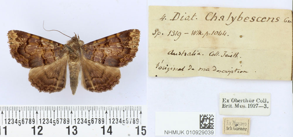 /filer/webapps/moths/media/images/C/chalybescens_Diatenes_HT_BMNH.jpg